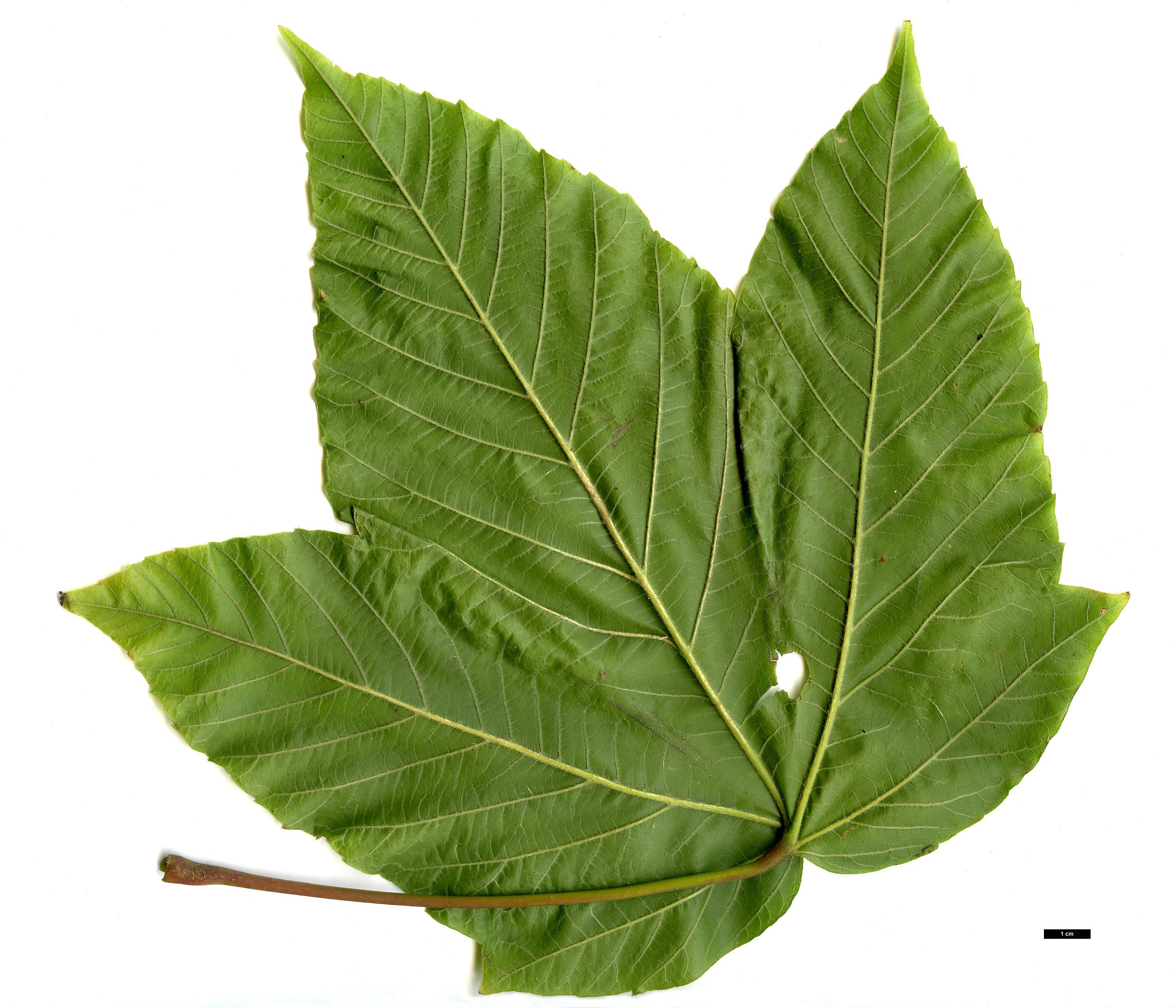 High resolution image: Family: Sapindaceae - Genus: Acer - Taxon: sterculiaceum - SpeciesSub: subsp. sterculiaceum